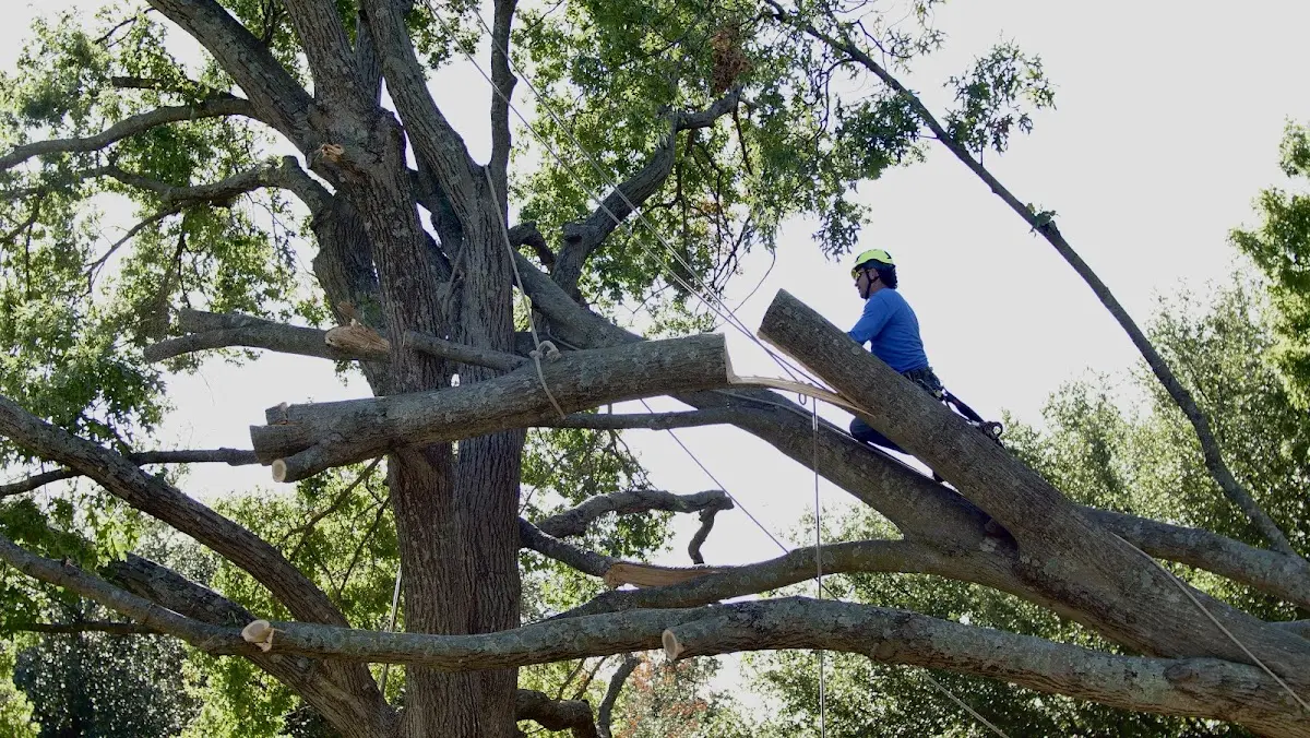 Professional Crown Thinning performed by certified arborists in Parmelee