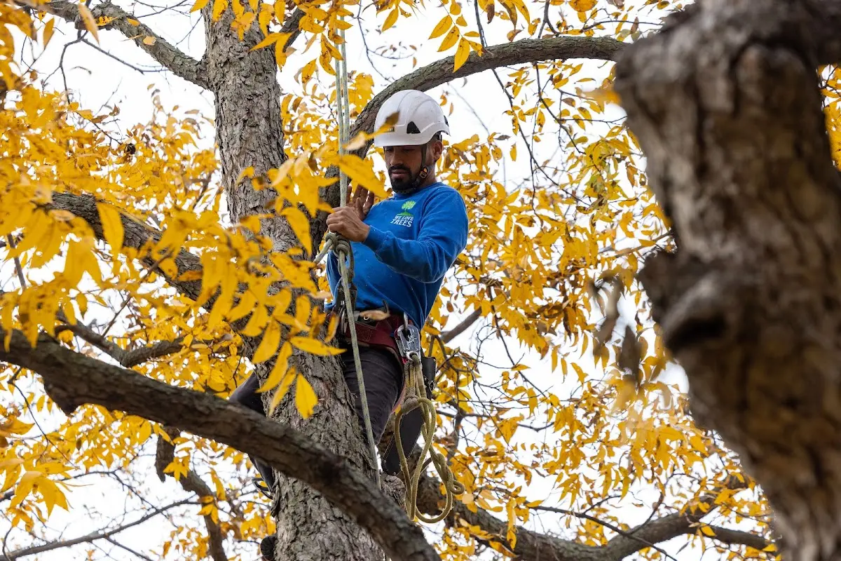 Skilled Tree Trimming crew working in Parmelee
